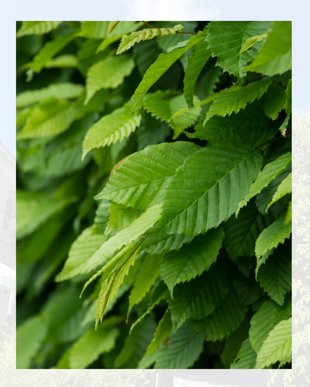Friska, ljusgröna blad på Lombard avenbokhäck – Carpinus betulus