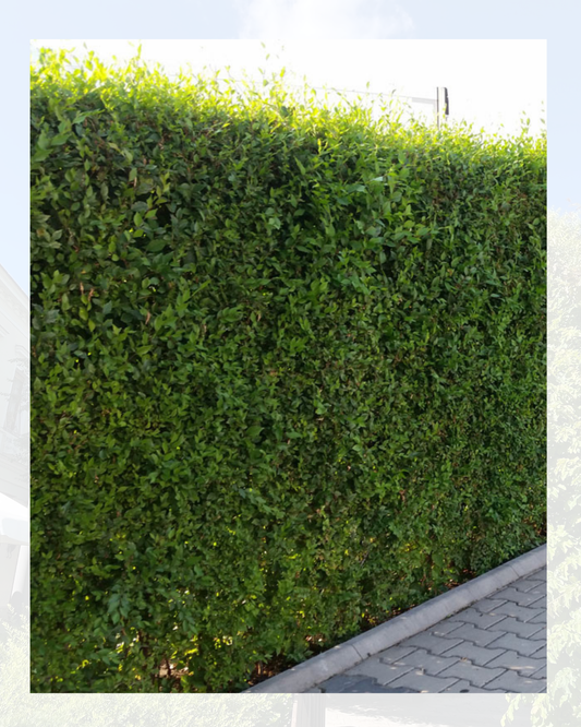 Mirakelhäcken® Ulmus pumila – tät grön häck för insynsskydd